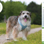 TeachKind-2016-calendar-wallpaper-1280x800-03