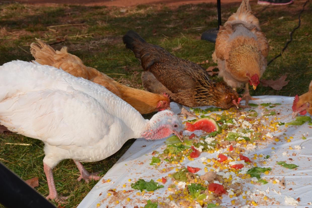 turkey-and-chickens-eat-at-thanksgiving-of-the-turkeys-event-at-animal-sanctuary