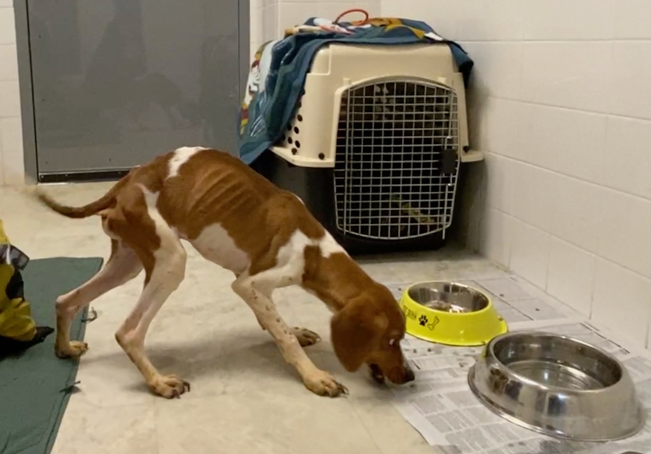 Peta Rescues Back in the Field with PETA's Rescue Team! - Gregory J. Reiter Memorial ...