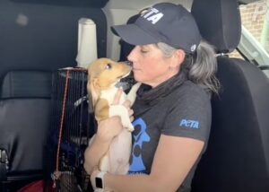 Daphna with Envigo beagle